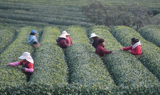 Workers pick tea leaves in Longwucha Village, E China's Zhejiang