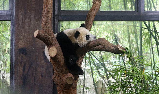 Panda cub named Qiqi at naming ceremony in Shanghai