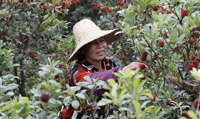 Chinese bayberries enter harvest season in China's Guangxi, Guizhou