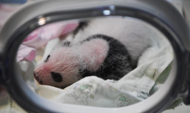 Two giant pandas give birth to two pairs of twins at zoo in Chongqing