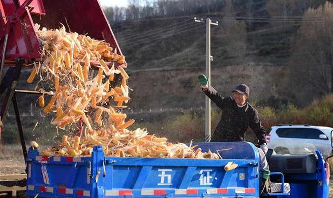 Villagers busy harvesting crops before temperature drops in Hohhot, N China