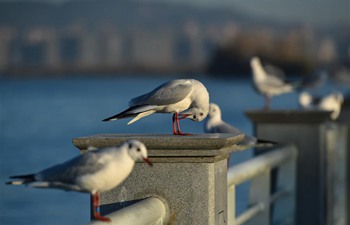 Black-headed gulls seen by bank of Dianchi Lake in Kunming
