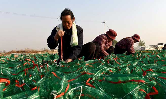 Planting of traditional Chinese herbal medicines helps boost local farmers' income in China's Hebei