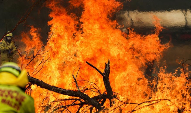 Australian government launches National Bushfire Recovery Agency