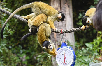 Annual weigh-in held at ZSL London Zoo