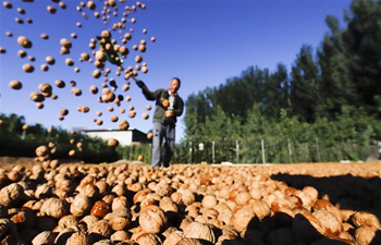 Walnuts harvested in Shiqiaotou Village, N China's Hebei