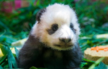 Baby giant panda "Long Zai" makes public debut in Guangzhou