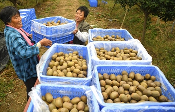 Farmers harvest kiwi fruit in east China's Anhui