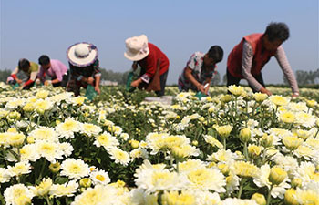 Chrysanthemum flowers harvested across China