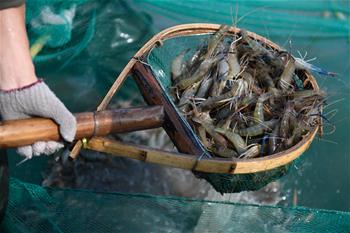 Fishery base staffs busy with work in fishing season for freshwater shrimps in China's Zhejiang
