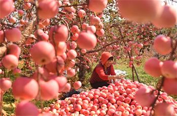 Apples harvested in E China's Shandong