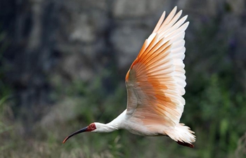 Various wild birds seen in north China's Shanxi