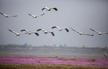 Migratory birds settle around Poyang Lake to escape chilly weather