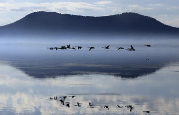 In pics: swans in Rongcheng, E China's Shandong