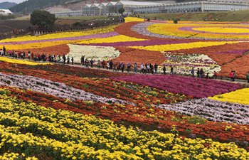 People enjoy chrysanthemum flowers across China