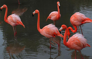 Flamingos seen in east China's Shangfangshan Forest Zoo