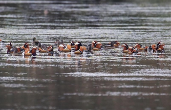 Wild mandarin ducks seen on Xin'an River in E China's Anhui