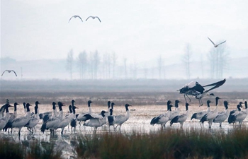 Black-necked cranes arrive at nature reserve to spend winter in China's Guizhou