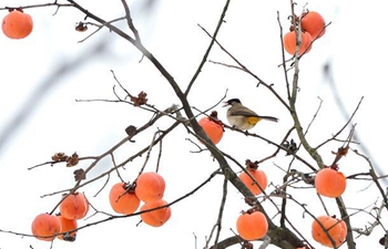In pics: persimmons hang on trees in snow-hit village in Hubei