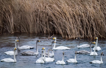 Swans seen in Yellow River wetland in China's Qinghai