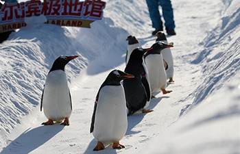 Penguins enjoy outdoor play in Harbin