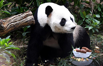 Panda "Ming Bang" celebrates birthday at Liuzhou Zoo