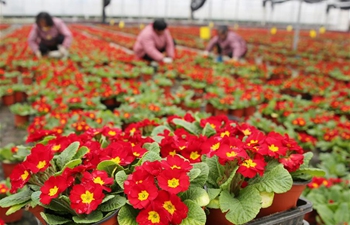 Potted plants enter season of sales in China's Jiangsu