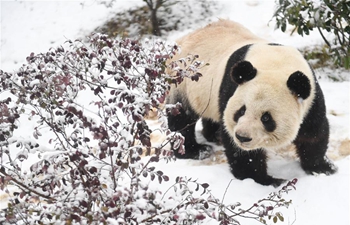 Giant panda Liang Liang eats, plays at snow-covered wild animal zoo of Hefei