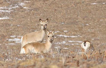 In pics: Tibetan gazelles on grassland in China's Qinghai