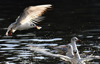 In pics: red-billed gulls at Cuihu Park in Kunming, SW China's Yunnan