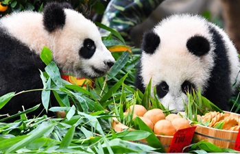 Giant panda cubs enjoy special New Year treat ahead of Spring Festival in Guangdong