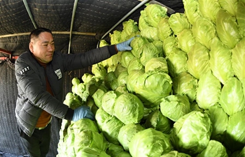 Laoting County in China's Hebei relies on vegetable growing to increase farmers' incomes