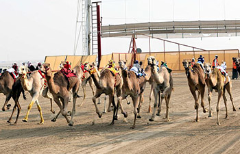 19th Camel Racing Tournament held in Kuwait