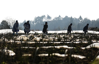 Farmers engage in farming in early spring across China