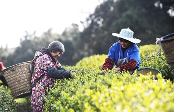 Farmers pick tea leaves at Dingxin tea garden in Chongqing