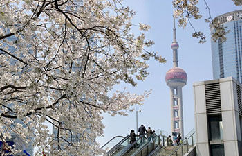 Cherry blossoms in Pudong New Area, China's Shanghai