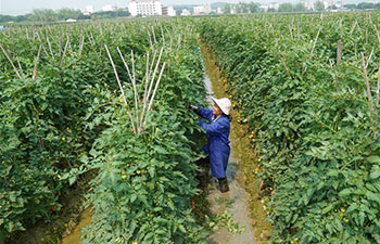 Farmers busy with farm work in China