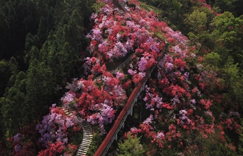 Scenery of azaleas at Tianxia scenic spot in China's Anhui