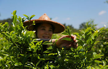 Farmers busy with making tea in China's Fujian