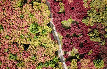 Scenery of red maple leaves in China's Zhejiang