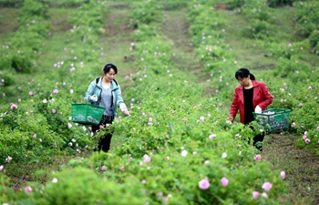 Zipeng Town in China's Anhui develops rose planting industry to boost people's incomes
