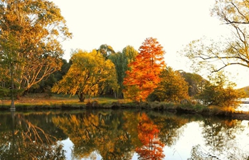 In pics: view of autumn scenery in Canberra, Australia