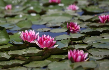 Water lilies in bloom