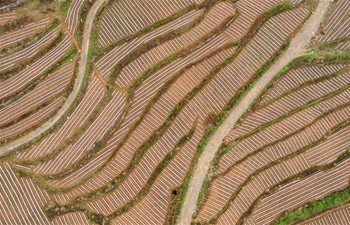 View of terraced field in C China's Hubei