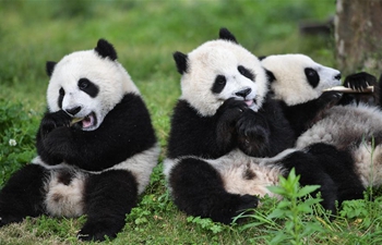 In pics: baby giant pandas at "Giant Panda Kindergarten" in Wolong, SW China
