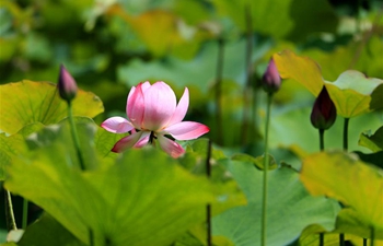 In pics: lotus flowers at wetland park in east China's Anhui