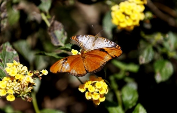 Butterfly exhibition held at Natural History Museum of Los Angeles