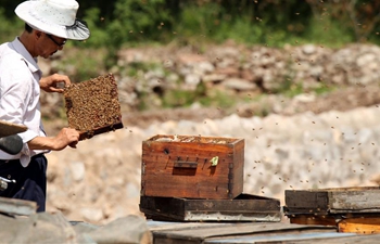 Farmers busy collecting honey in north China's Hebei