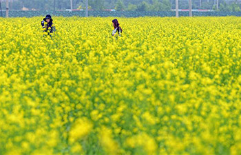 Scenery of cole flowers in Shenyang, China's Liaoning