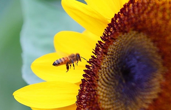 In pics: bee collects sunflower pollen